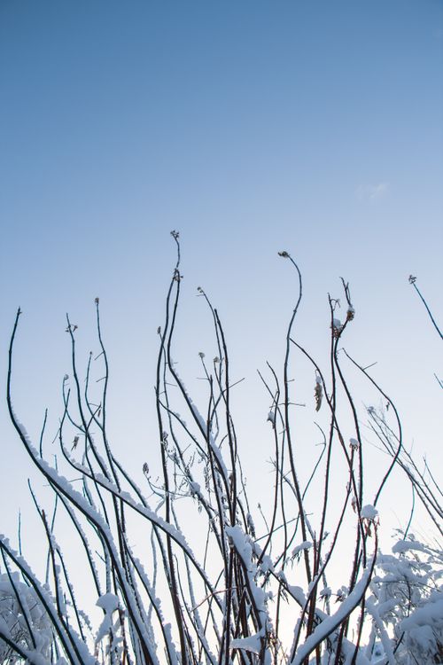 Free Bare tree branches covered in snow reaching up to a serene blue sky in winter. Stock Photo
