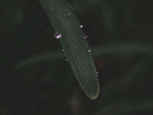 Free a grass Stock Photo