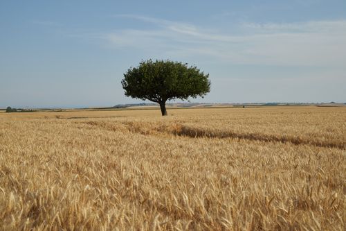 Free A single tree stands alone in a vast golden wheat field under a clear sky. Stock Photo