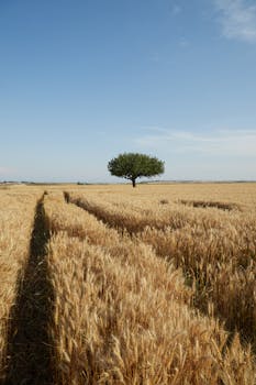 A solitary tree stands amidst a vast golden wheat field under a clear, blue sky during sunset.