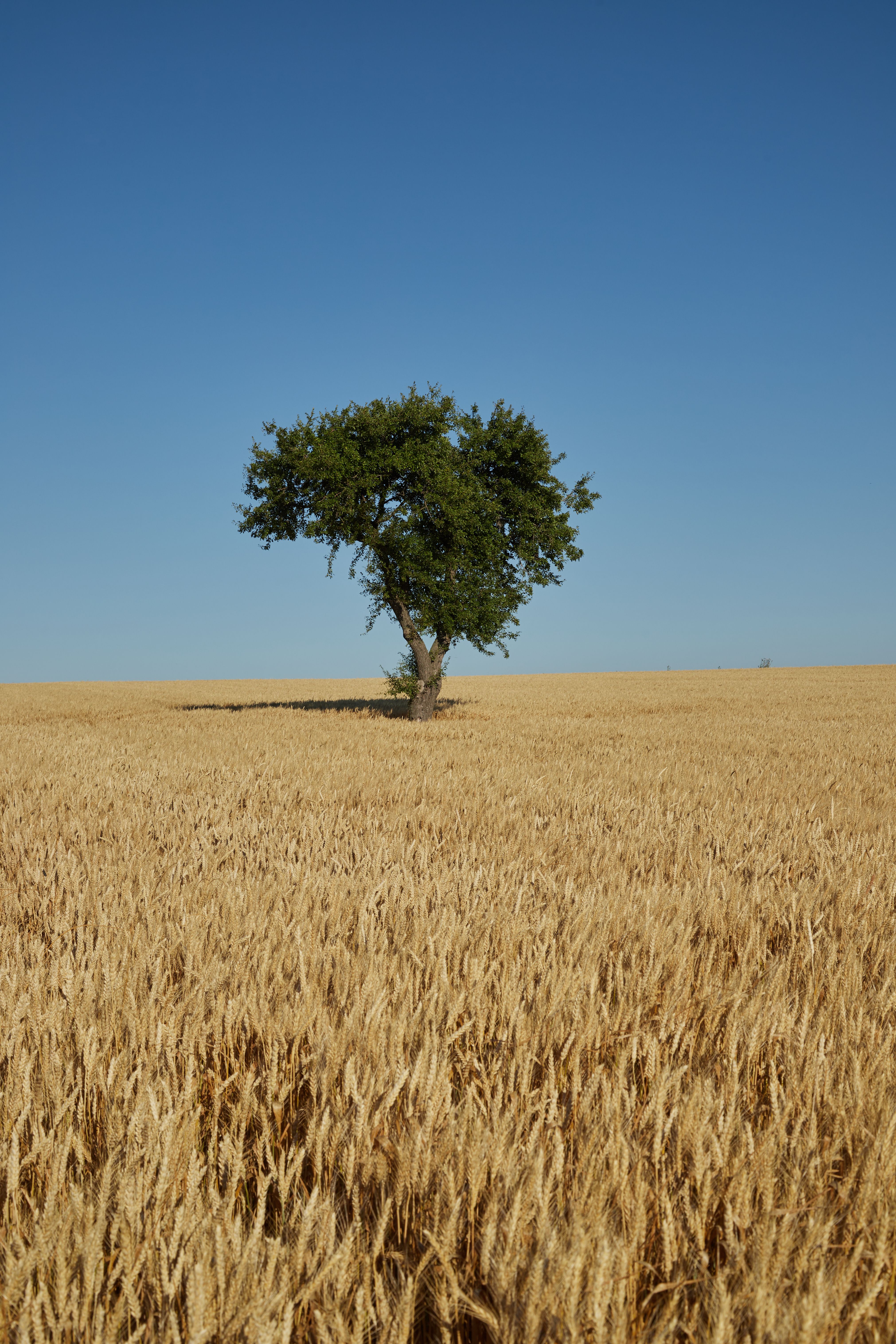 Lone Tree in Golden Wheat Field Under Clear Sky · Free Stock Photo