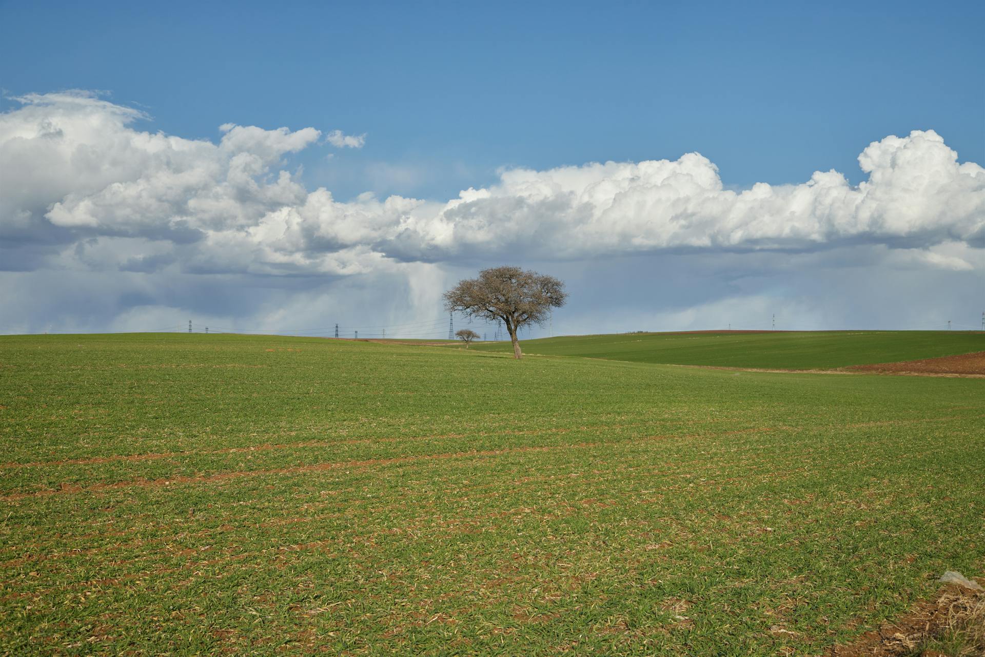 A lone tree stands in a vast green field with clouds and blue skies, capturing spring serenity.