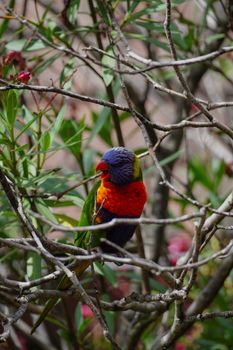 parrot photo