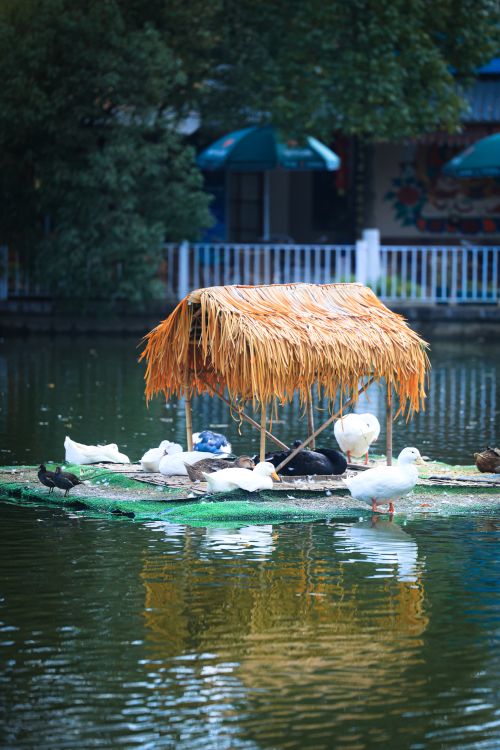 Free Ducks resting on a floating platform with a thatched roof on a serene pond. Stock Photo