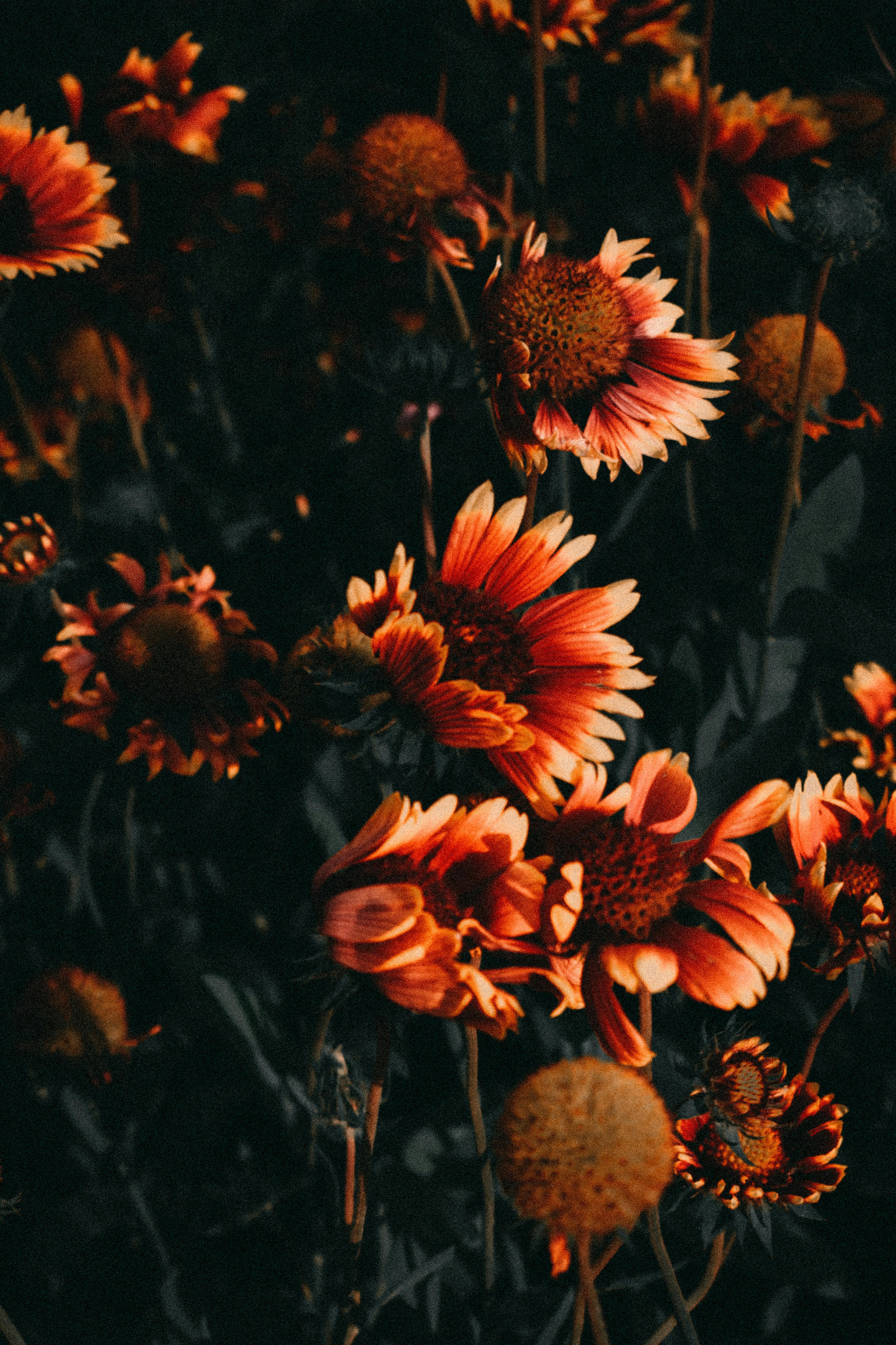 Artistic view of vibrant orange flowers against a dark backdrop.