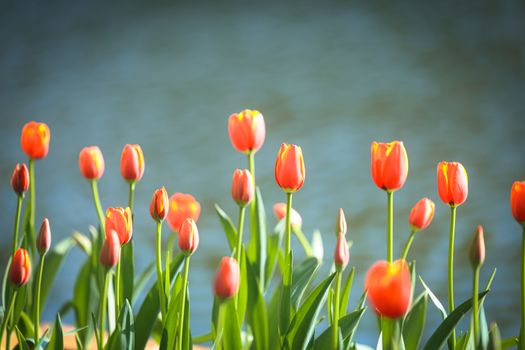 Bright orange tulips in bloom by a serene water background, capturing spring's essence.