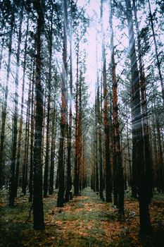 Enchanting forest scene with sunlight streaming through tall trees, creating a mystical atmosphere.
