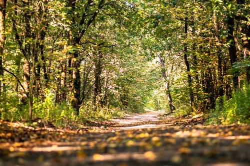 Free A peaceful wooded trail in a sunlit forest, ideal for nature lovers and outdoor enthusiasts. Stock Photo
