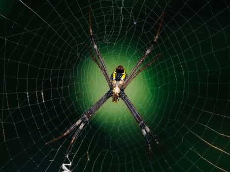 Detailed macro photography of a spider positioned on a circular web with a vibrant green background.