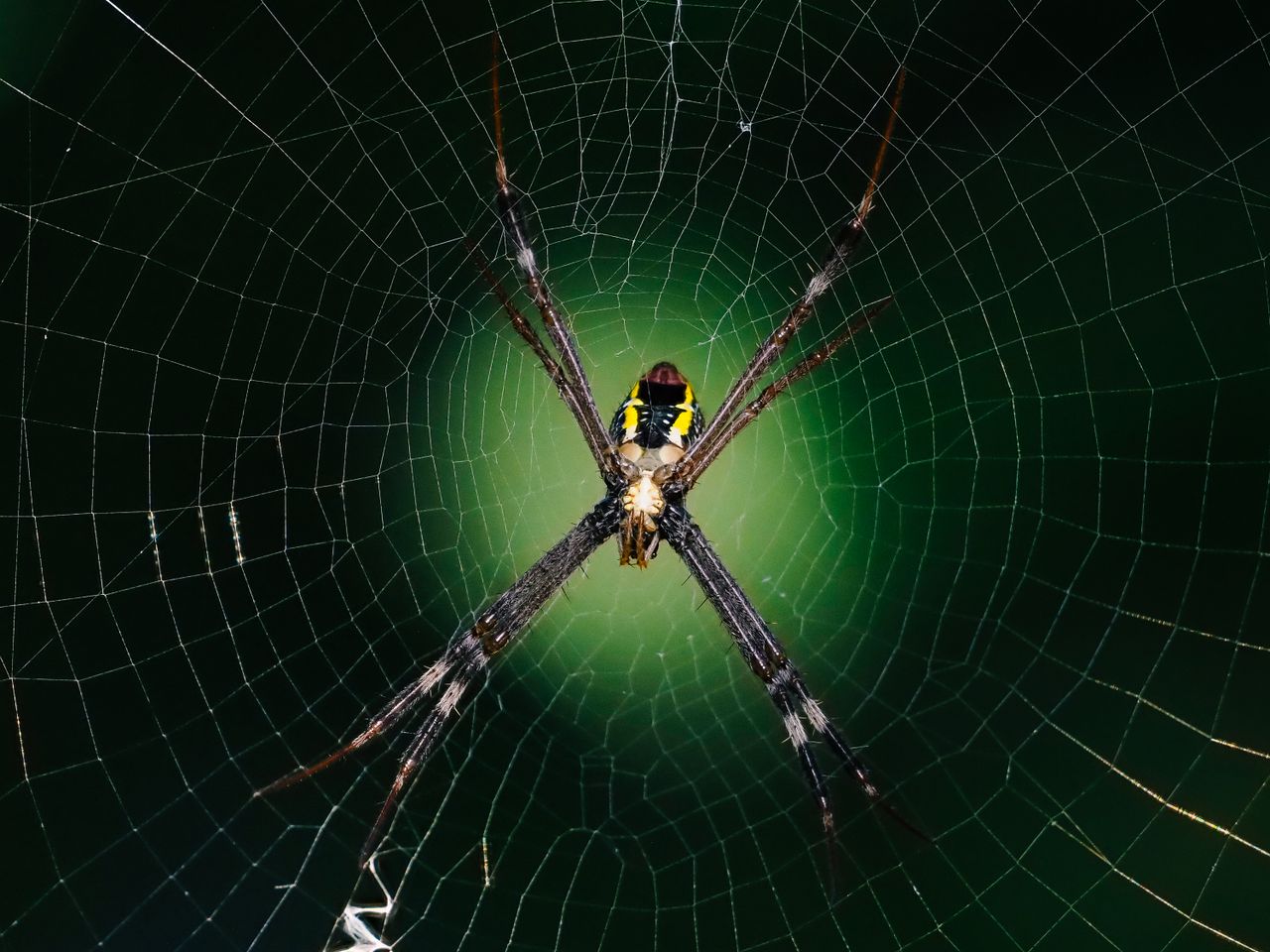 detailed macro photography of a spider positioned on a circular web wi