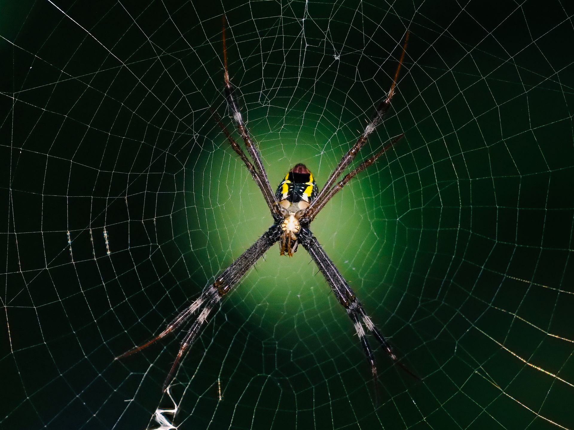 Detailed macro photography of a spider positioned on a circular web with a vibrant green background.