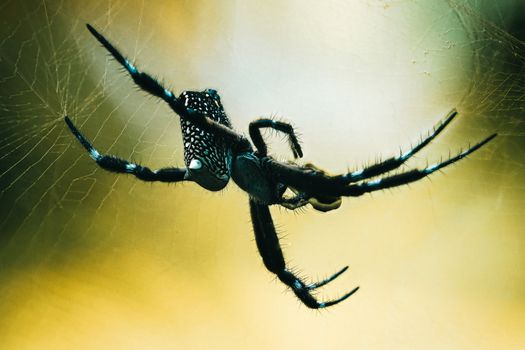 Detailed macro shot of a spider on its web in Quy Nhơn, showcasing nature's intricate beauty.