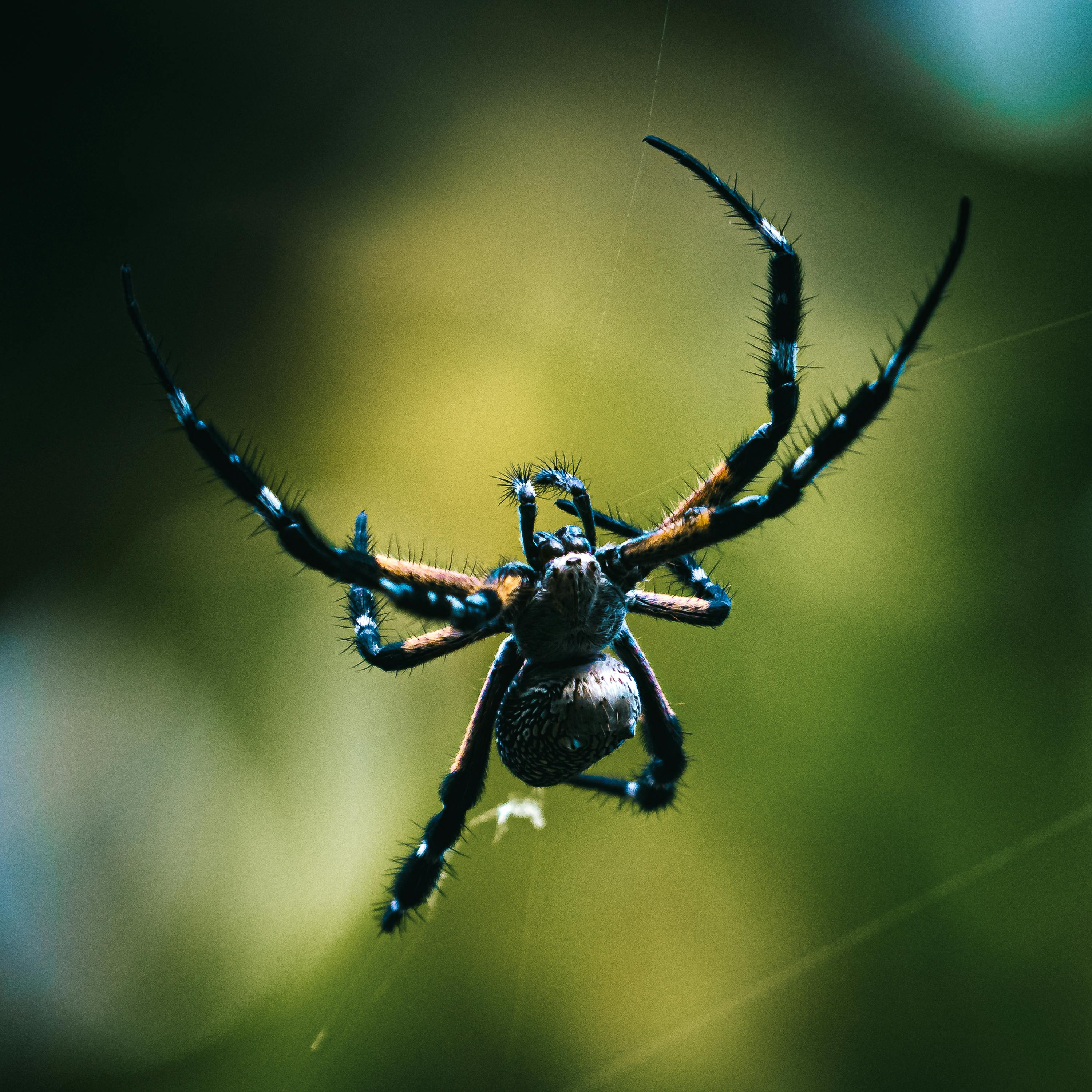 Detailed close-up of a spider on its web in Quy Nhơn, Bình Định, Việt Nam.