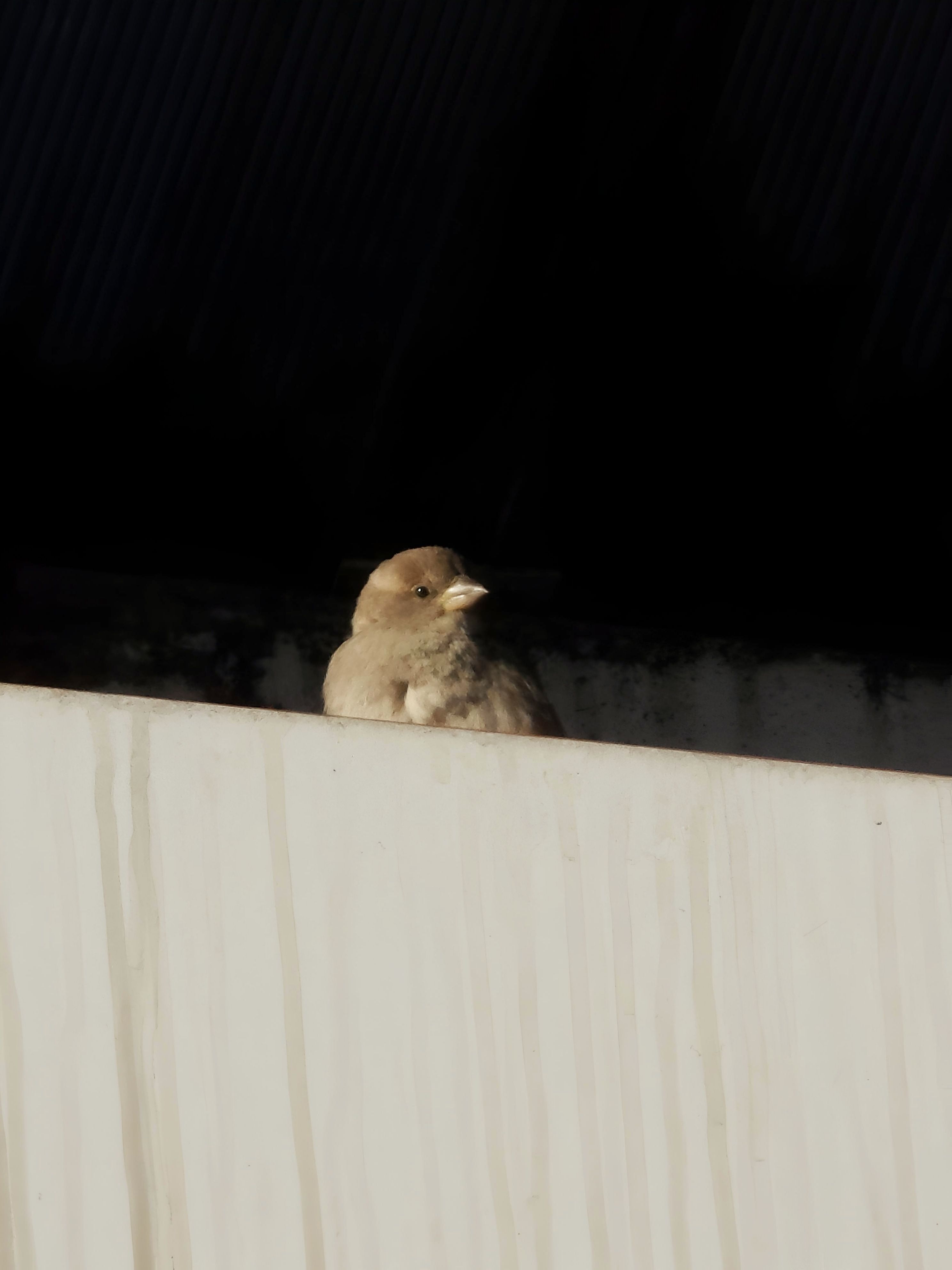 A sparrow perched on a fence in Merzifon, Amasya, Türkiye, showcasing urban wildlife.