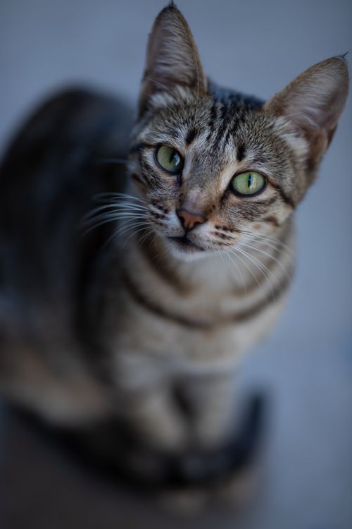 Free Charming portrait of a tabby cat with bright green eyes, captured in Baku, Azerbaijan. Stock Photo