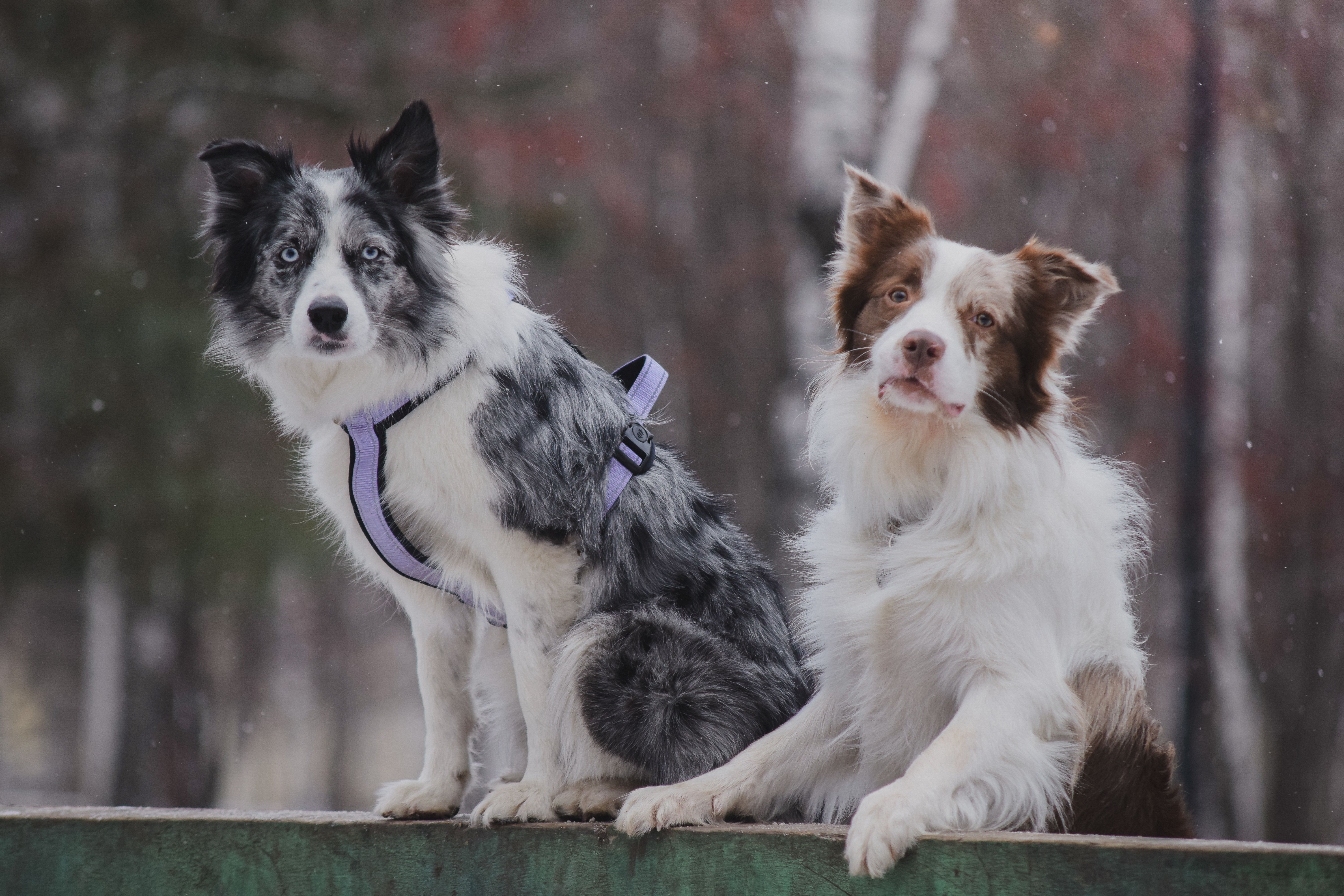 GPS Dog Fences vs. Traditional Fencing: Which Containment System Actually Works? ()