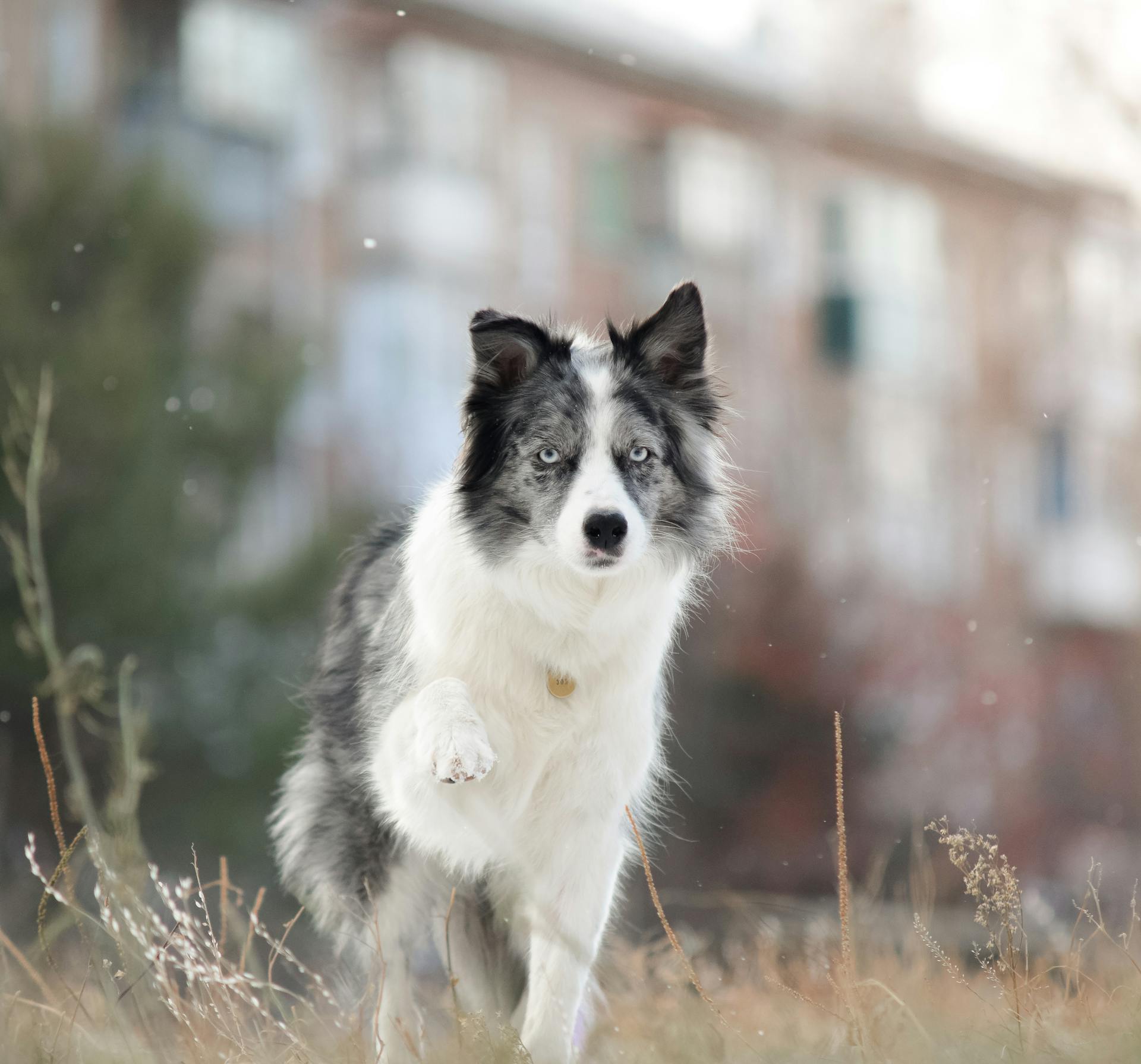 A lively Border Collie plays outside in a snowy environment, exuding energy and joy.