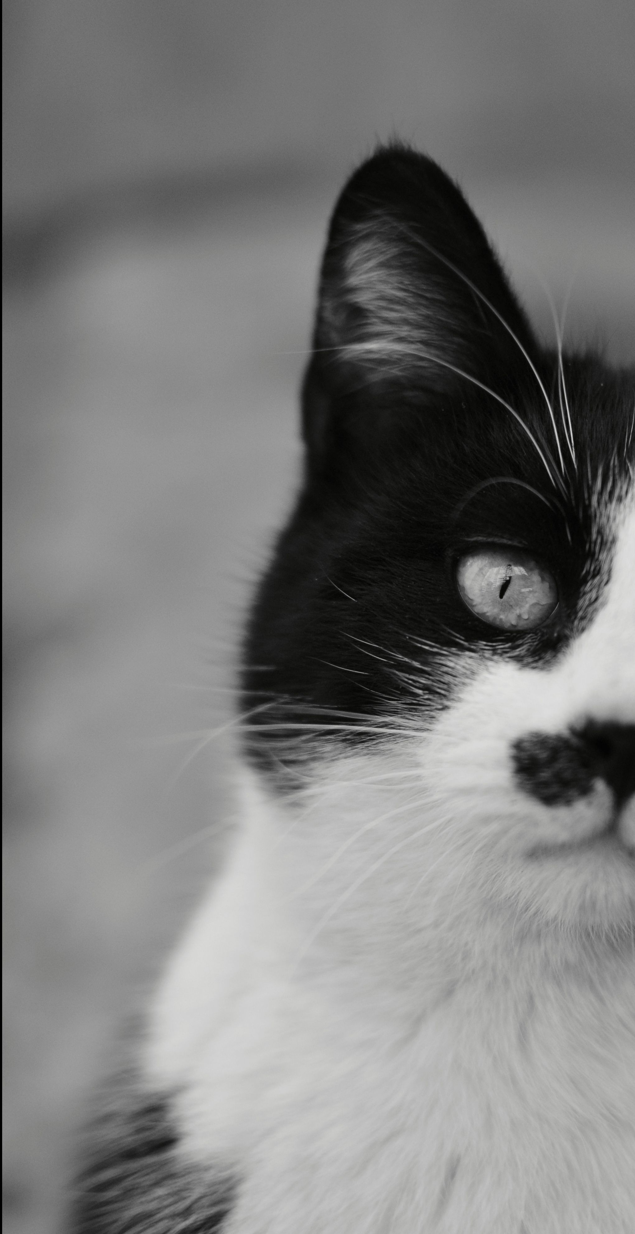 Black and White Portrait of a Cat · Free Stock Photo