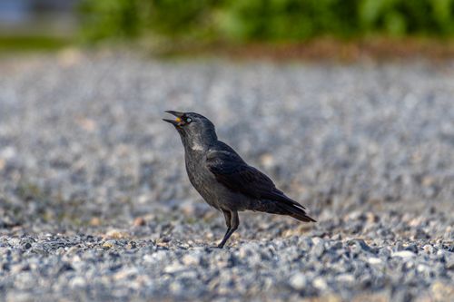 Free A vibrant blackbird singing on a gravel path in İzmir, Türkiye, capturing nature's beauty. Stock Photo