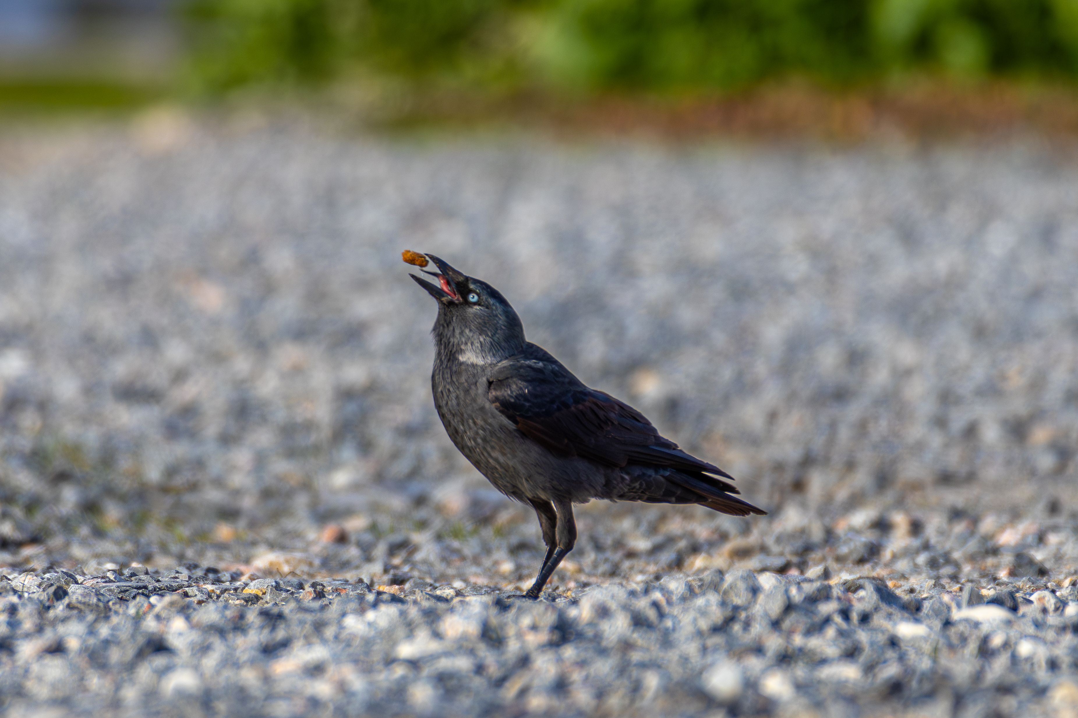 jackdaw gasfield