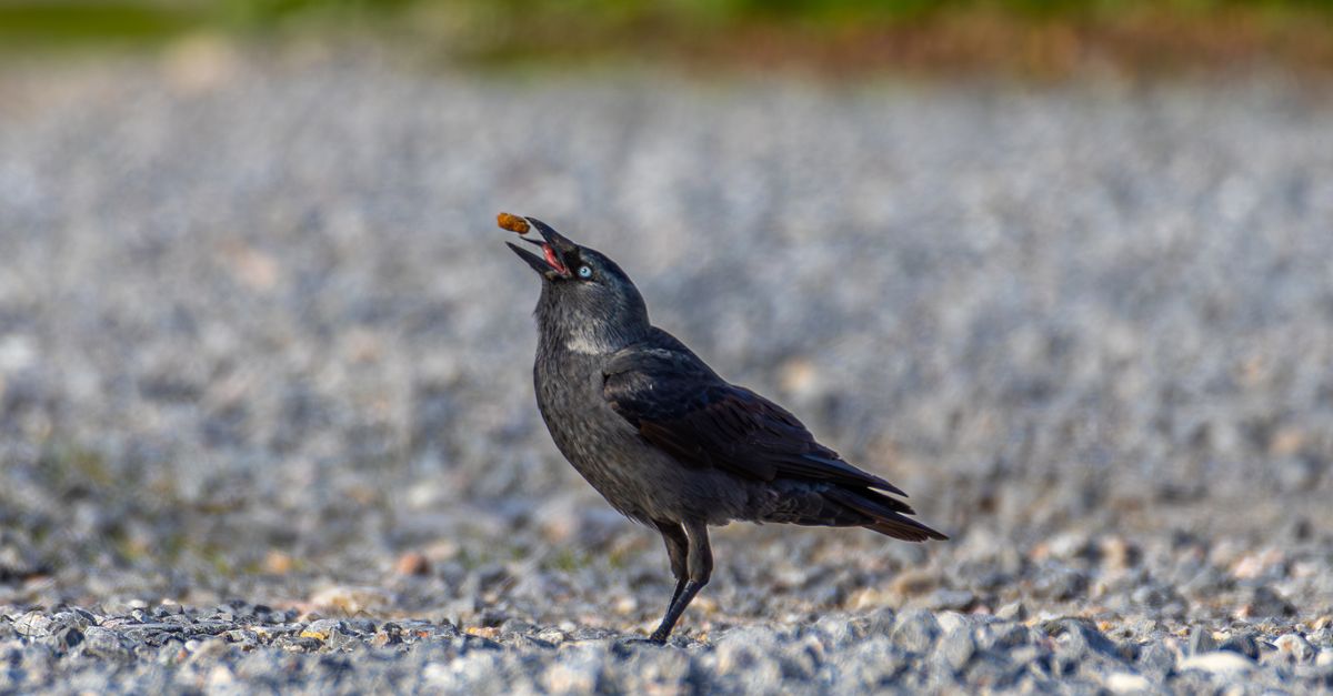 jackdaw gasfield