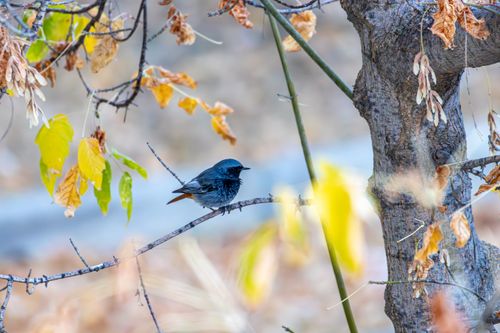 Free A Black Redstart bird resting on a branch surrounded by autumn leaves. Stock Photo