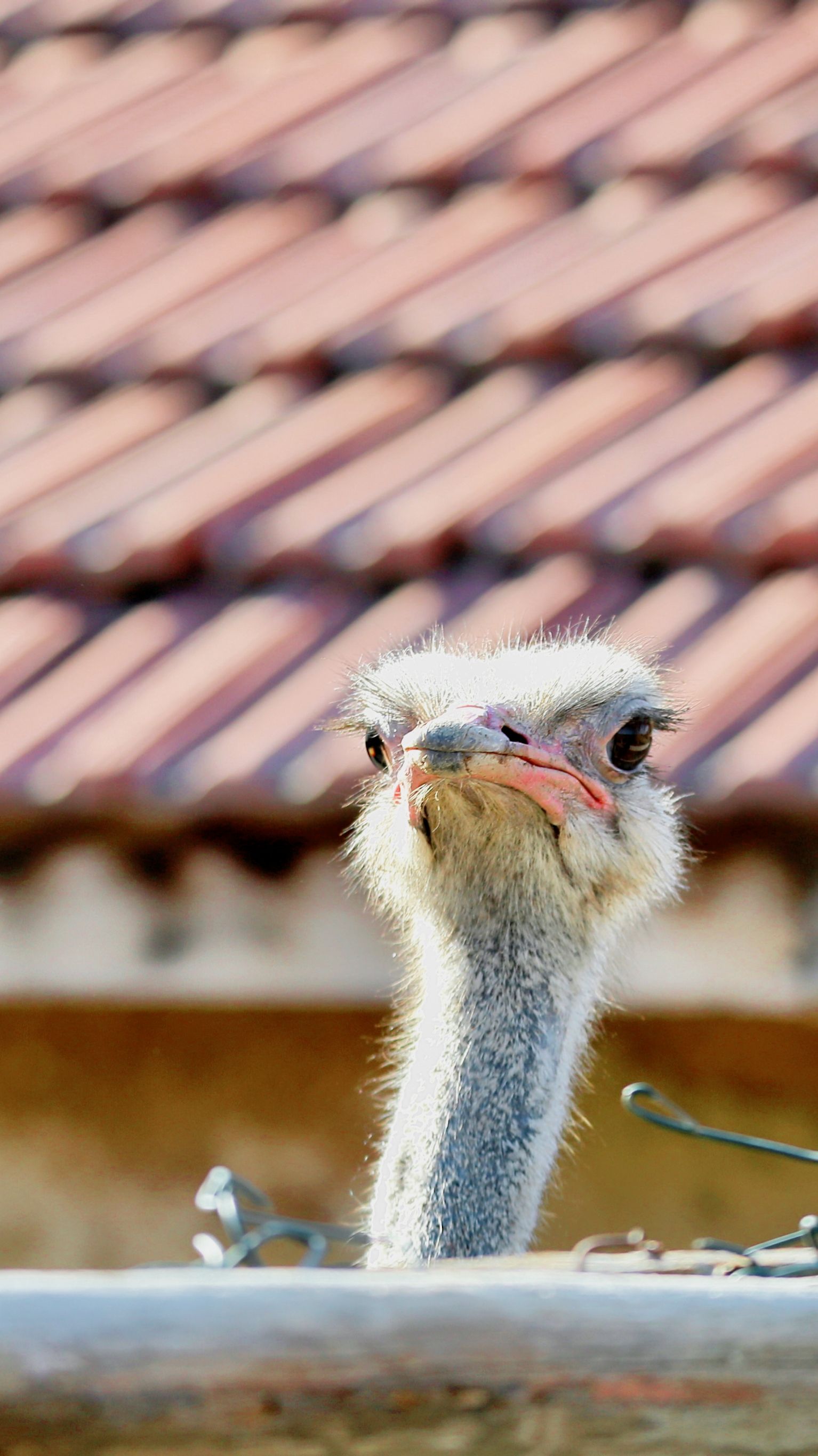 gratis Een struisvogel kijkt over een barrière heen, met op de achtergrond een rustiek pannendak. Stockfoto