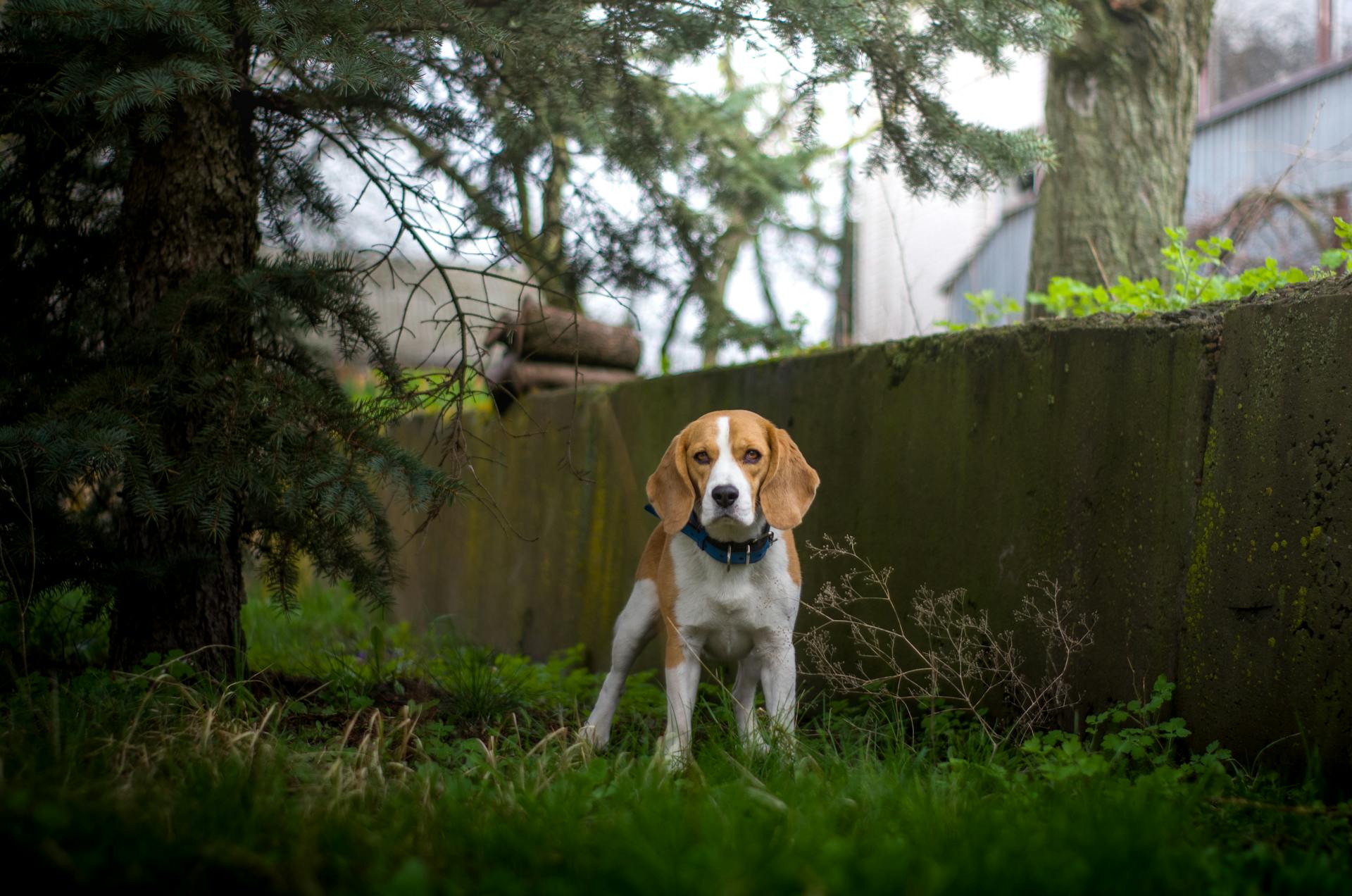 Beagle dog standing outdoors among trees and greenery.