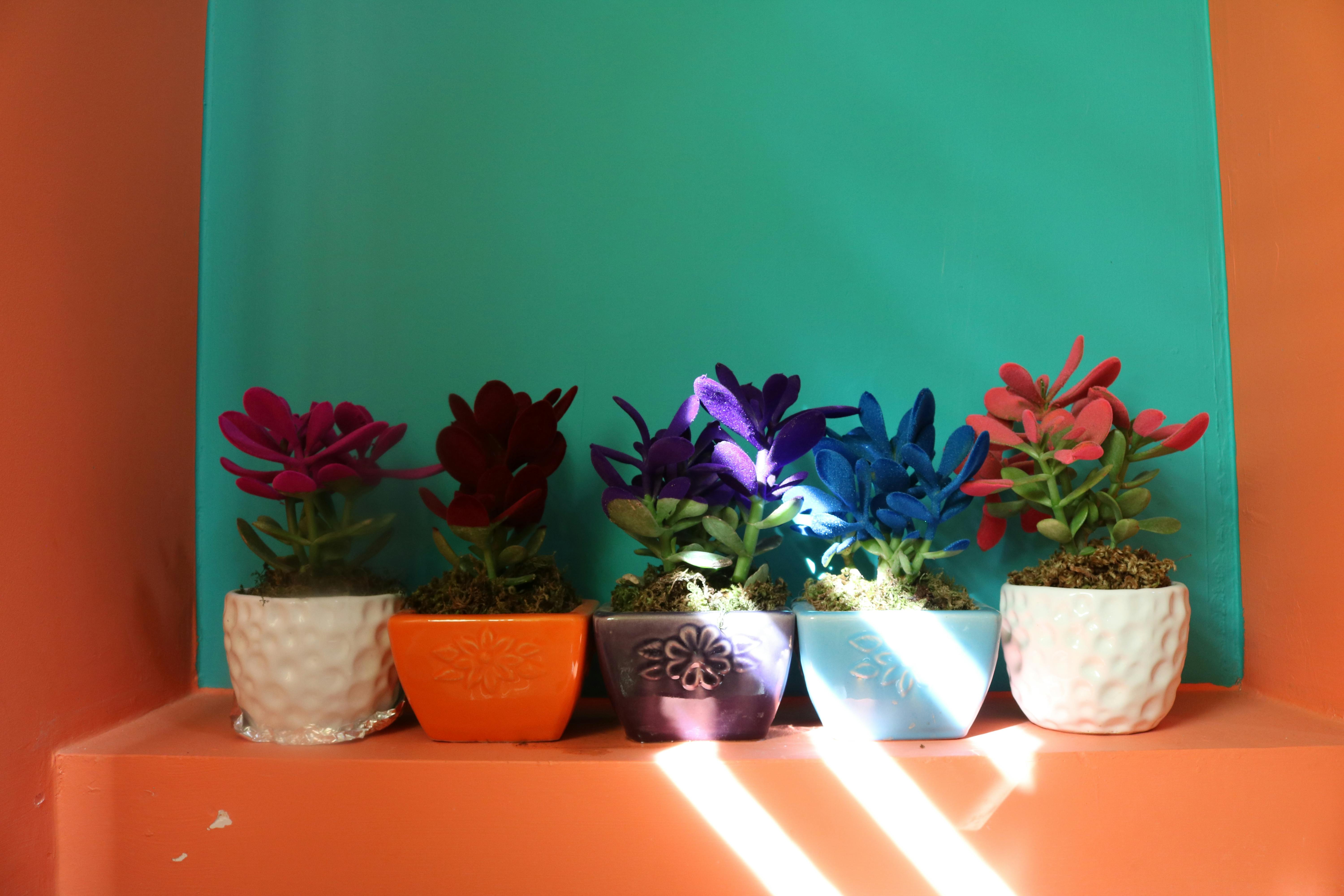 Free stock photo of beautiful flowers, flower, shelf