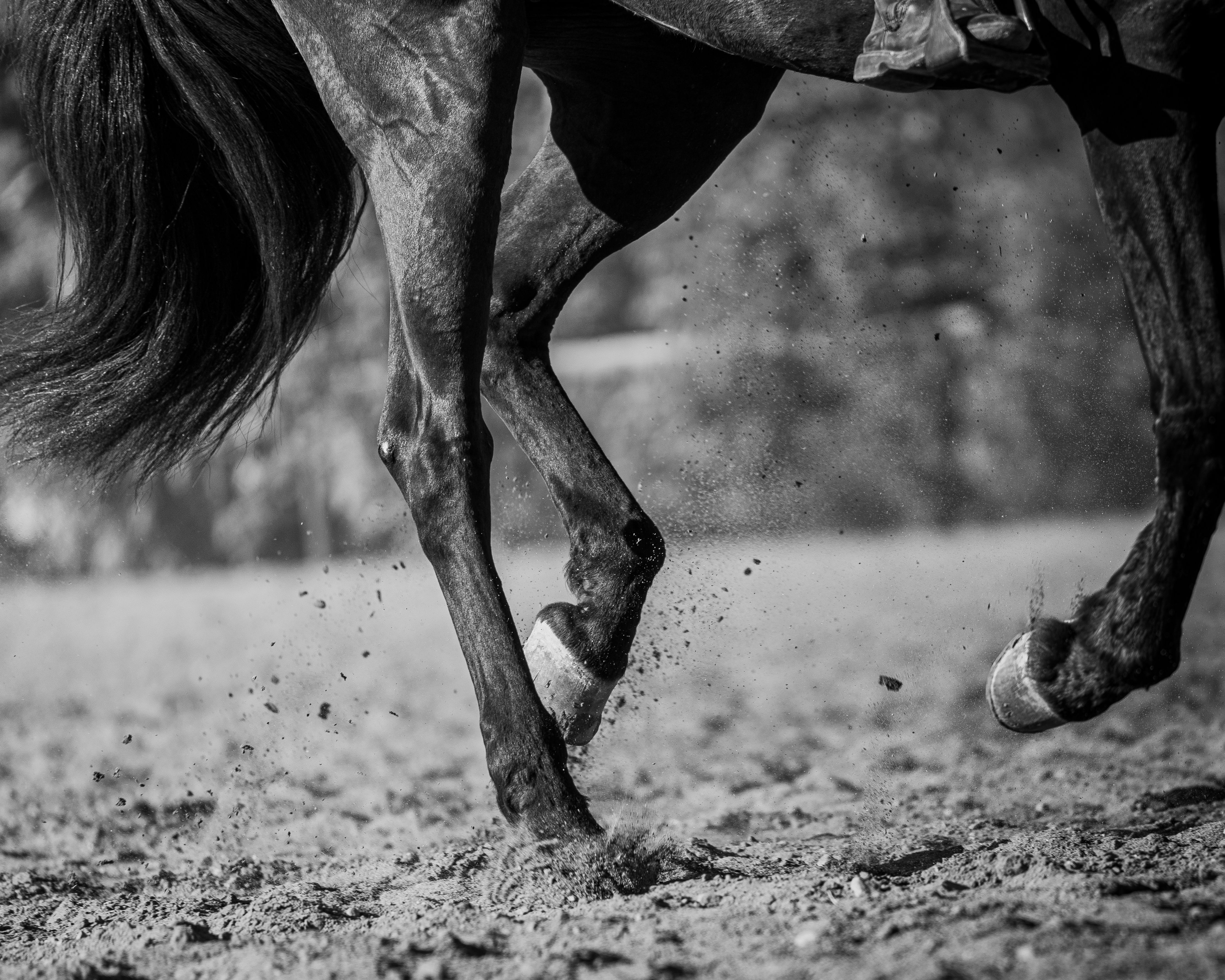 farrier advice for healthy horse hooves