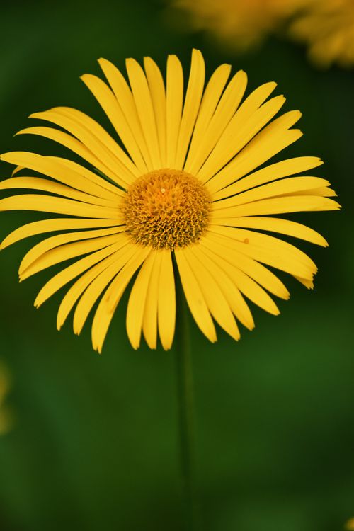 Free Close-up of a vibrant yellow daisy against a lush green backdrop, highlighting nature's beauty. Stock Photo