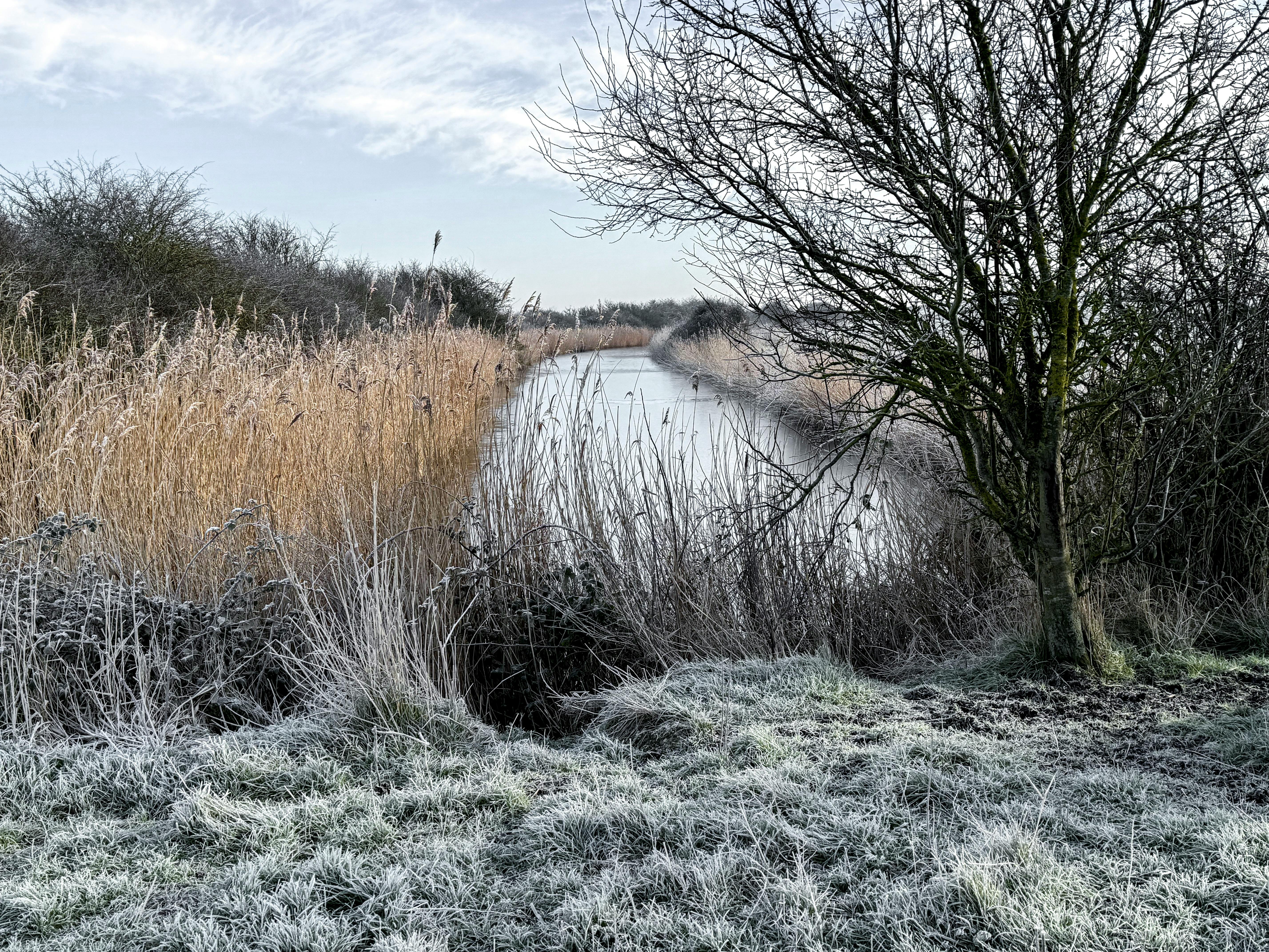 A serene frosty morning scene with reeds and a calm creek, South Benfleet.