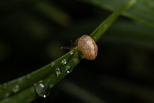 Close-up of a snail on a dewy green leaf, showcasing nature's small details.