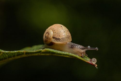White and Brown Shell Snail on Green Leaf · Free Stock Photo