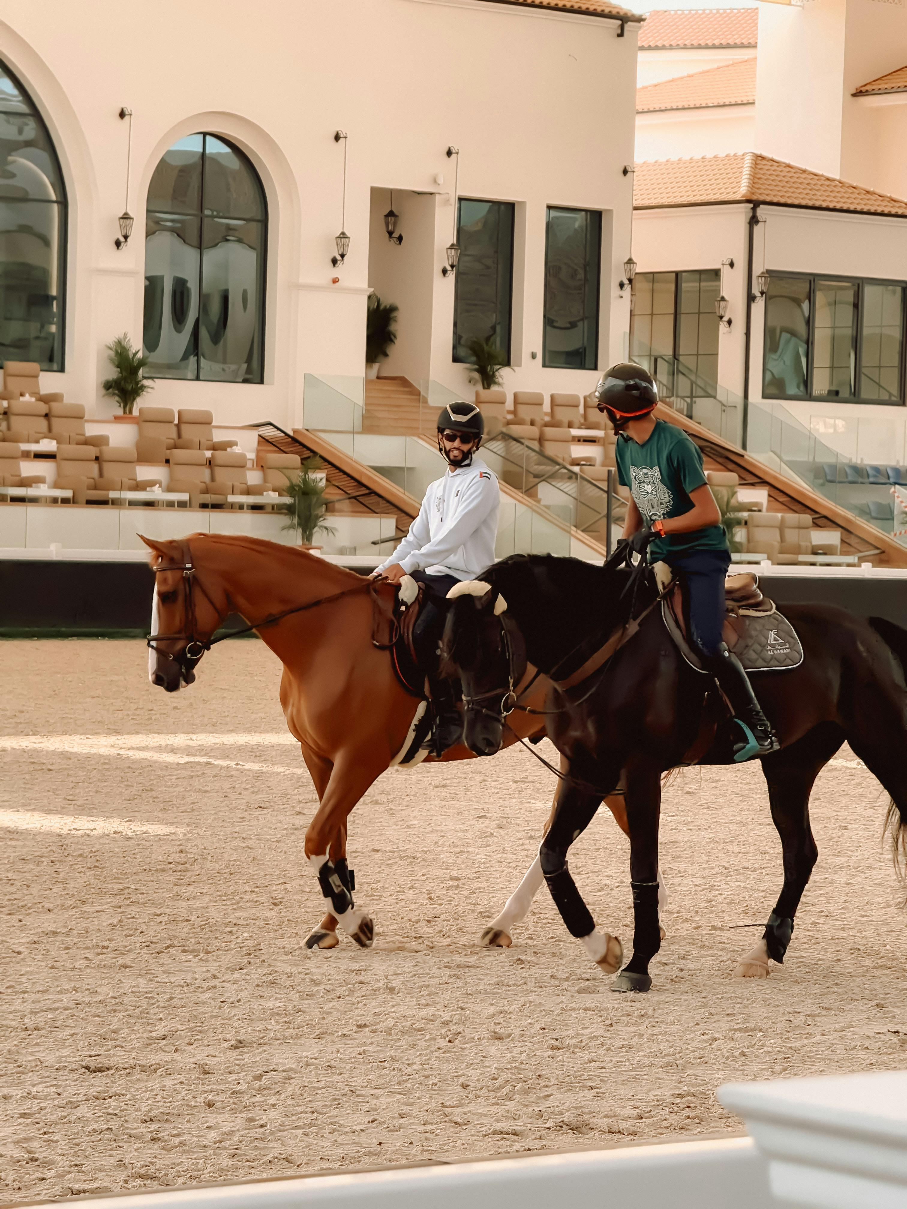 Beginner S Guide To Horse Training