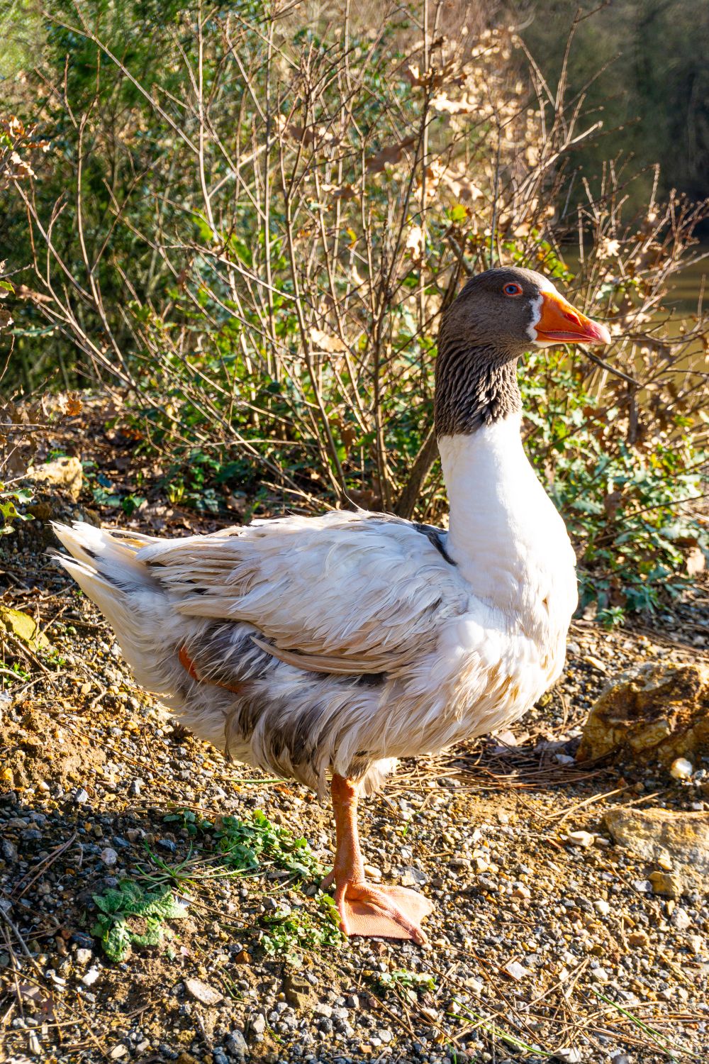 Goose Stranding Wild Goose Standing in Natural Habitat Outdoors · Free Stock Photo