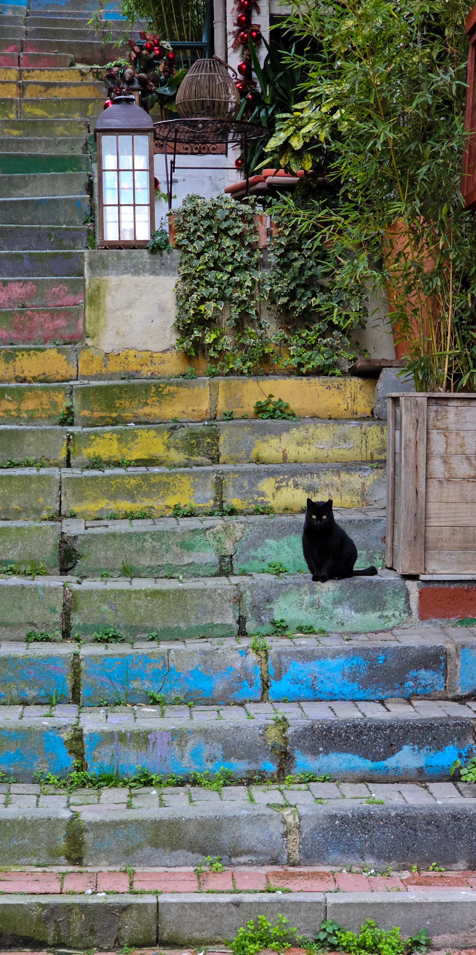 A black cat sitting on vibrant, colorful stairs in an urban setting with plants.