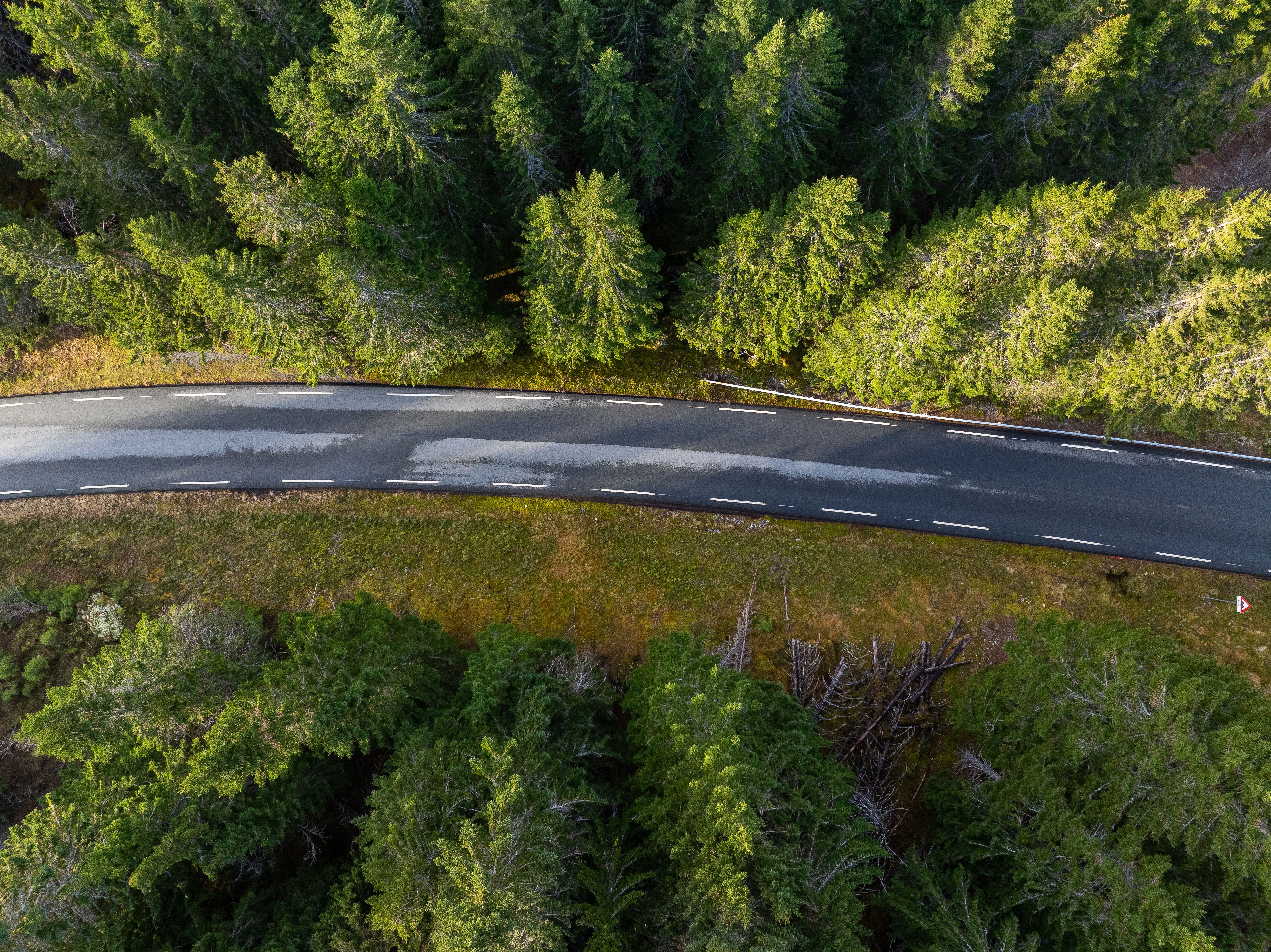 Aerial View of a Winding Forest Road · Free Stock Photo