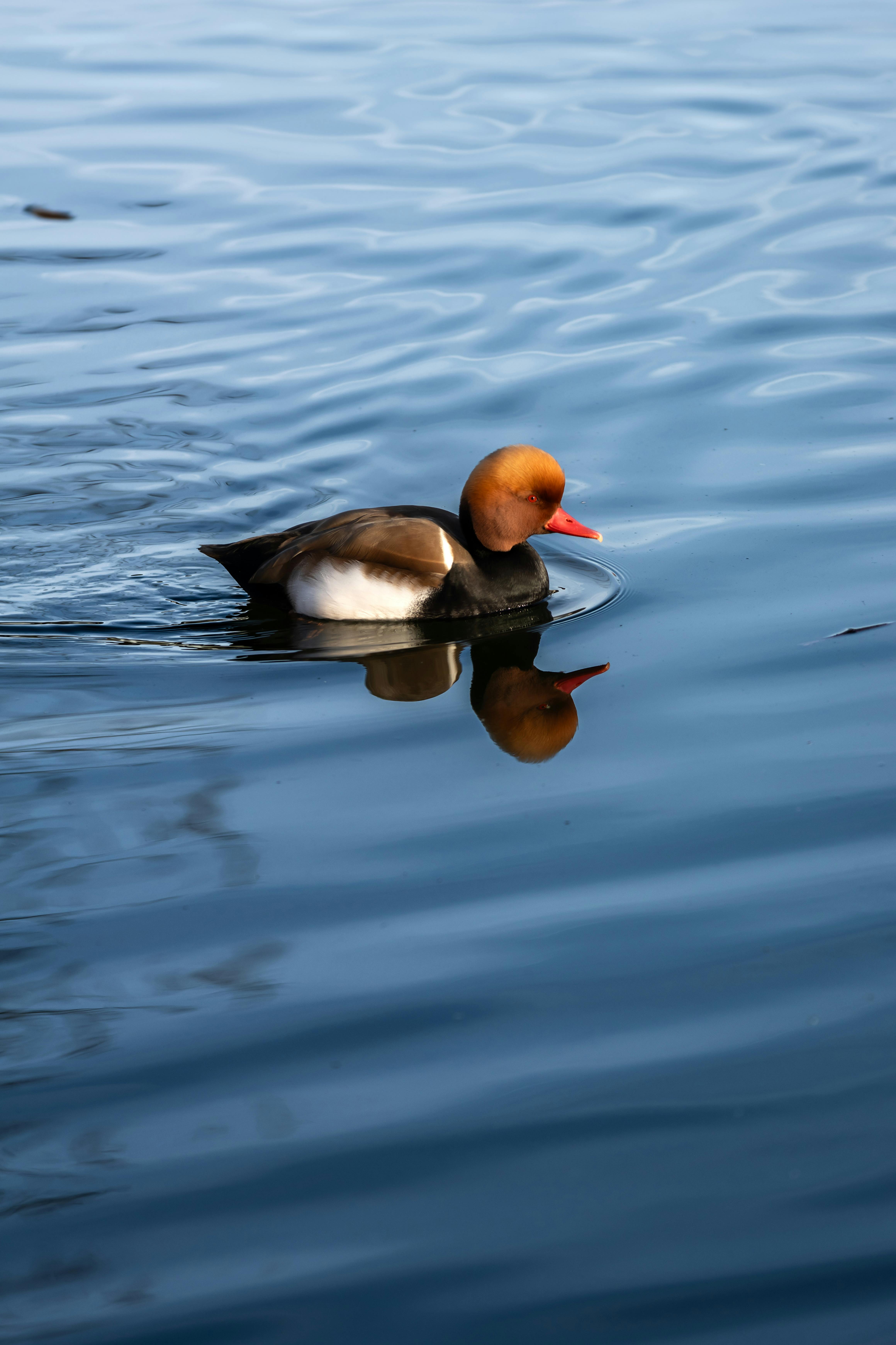 A red-crested pochard glides gracefully on a serene lake, reflecting its vibrant plumage.