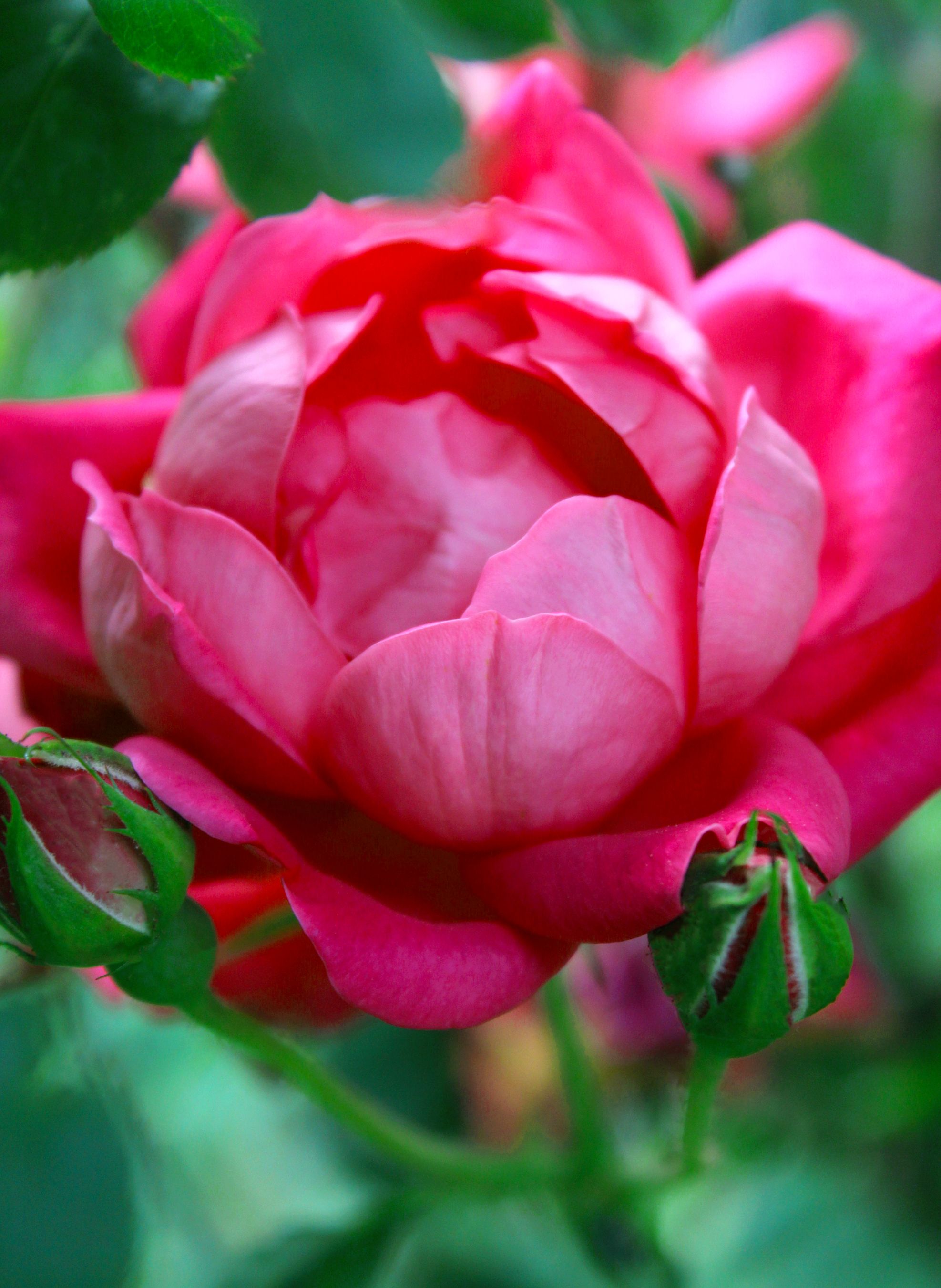 Vibrant Pink Rose in Full Bloom Among Green Leaves · Free Stock Photo
