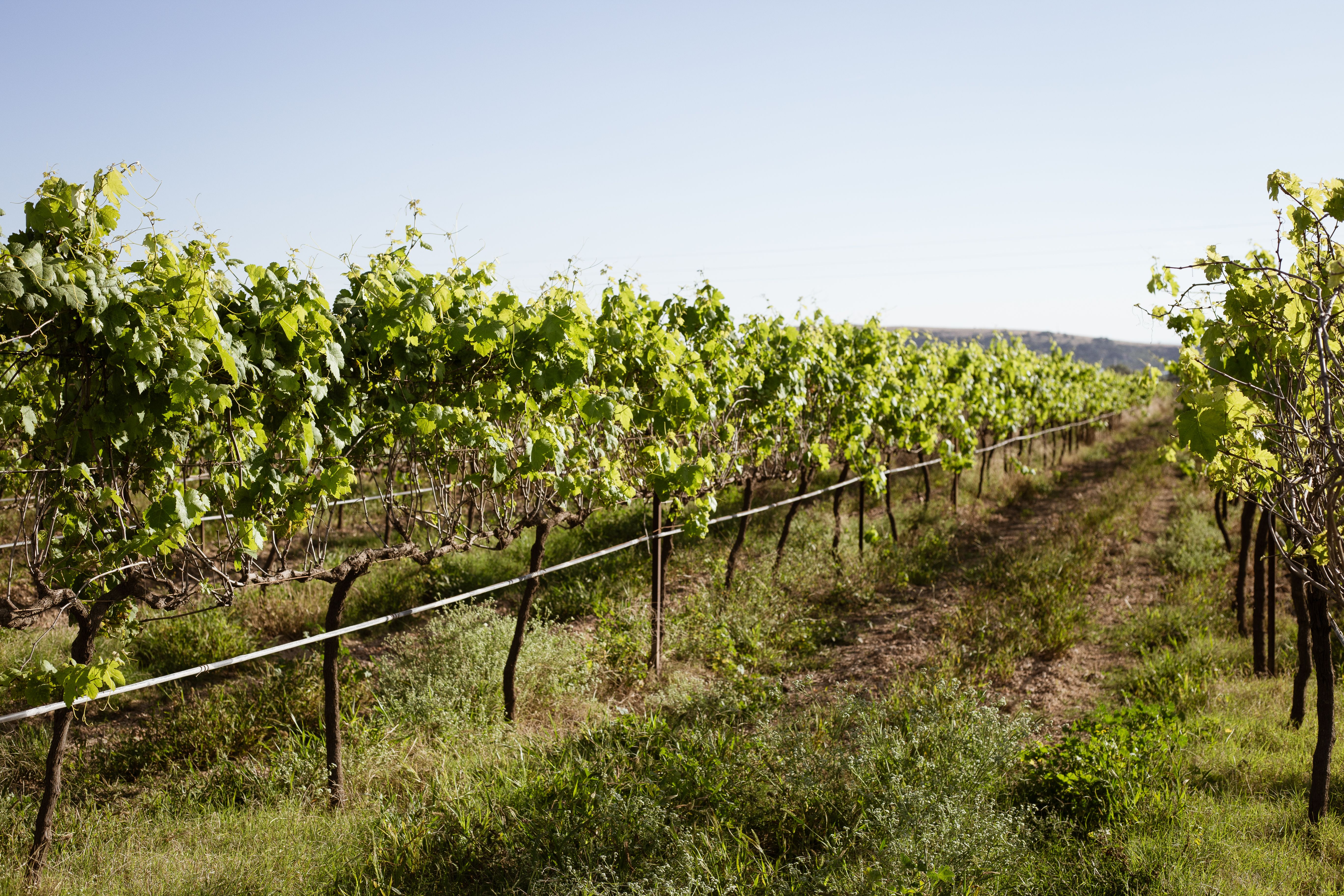 Vibrant rows of green grapevines under a clear blue sky in a vineyard.
