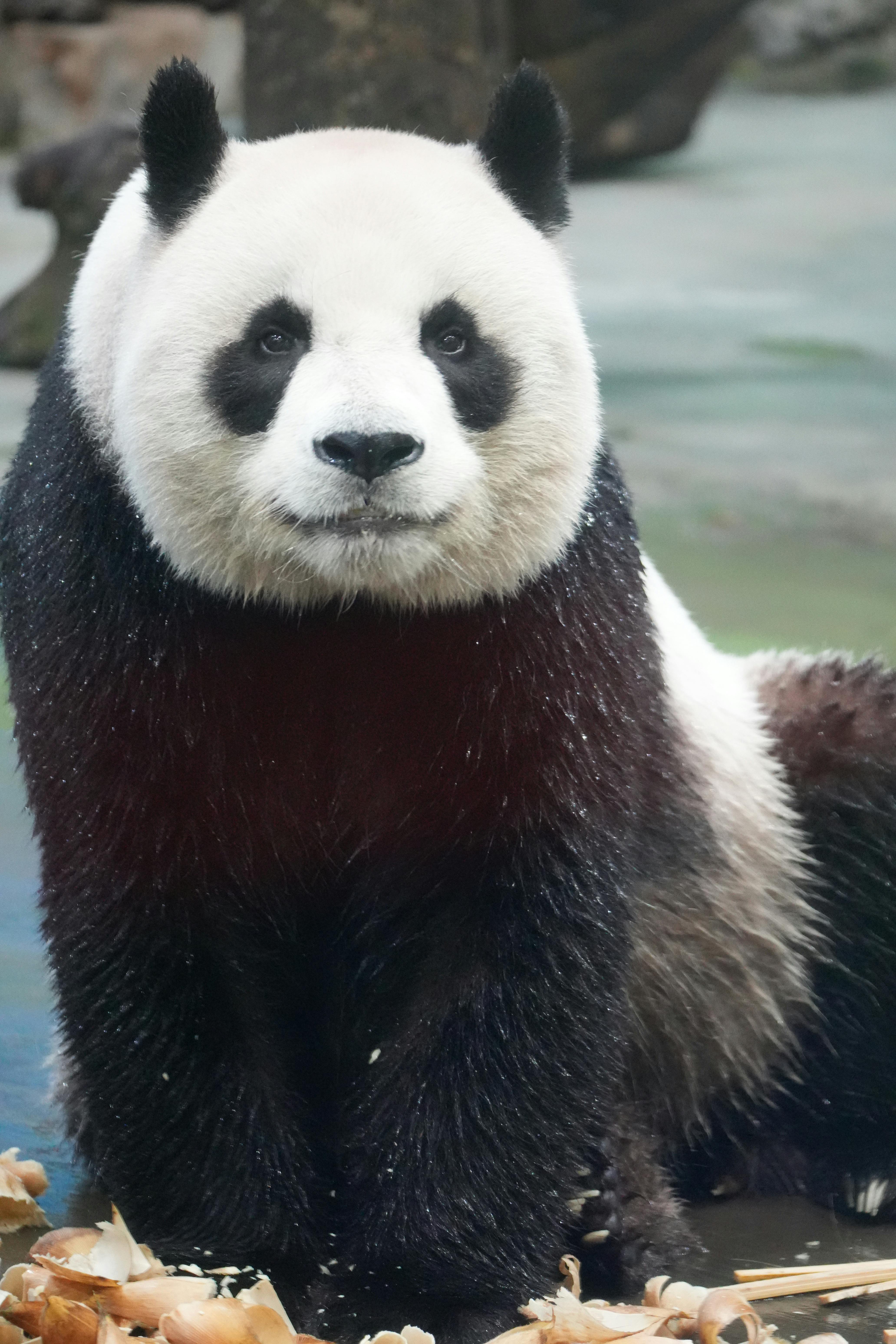 Close-Up of a Giant Panda in Natural Habitat · Free Stock Photo
