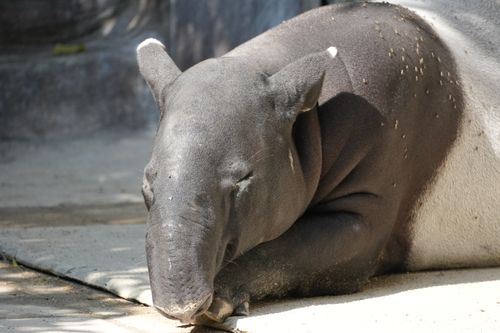Free A peaceful Malayan tapir rests in a sunlit zoo enclosure, enjoying a quiet moment. Stock Photo