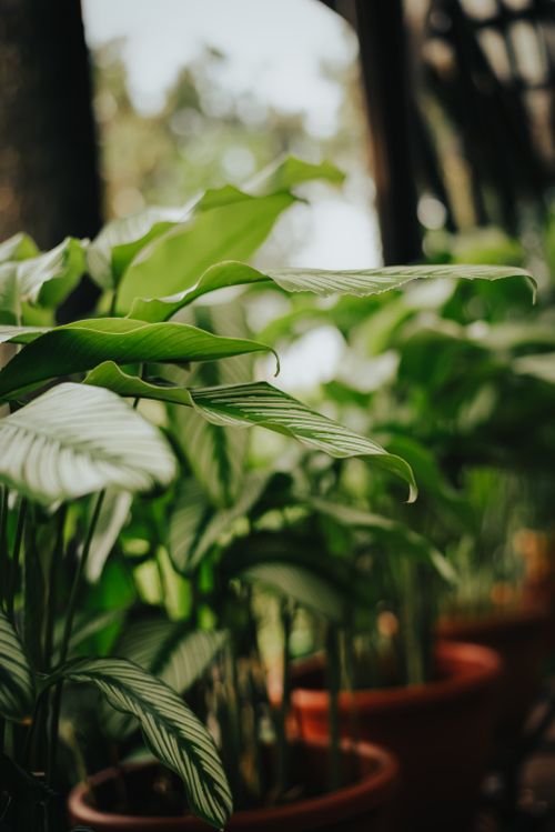 Free Vibrant green potted plants under soft natural daylight, creating a serene environment. Stock Photo