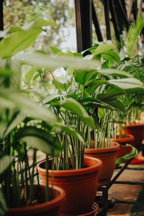 Free Vibrant indoor plants in terracotta pots creating a serene green corner. Stock Photo