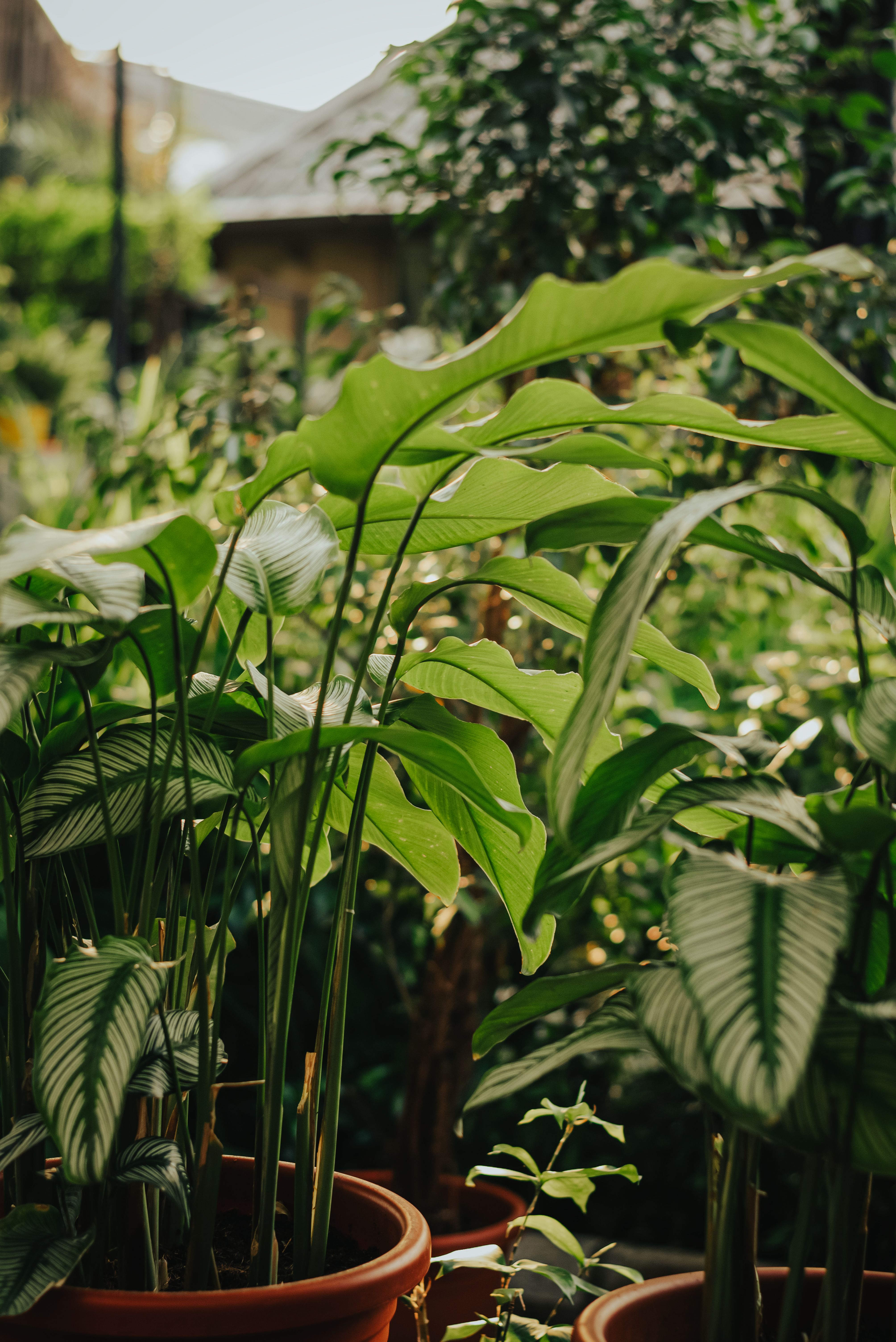 Lush Indoor Garden with Tropical Plants · Free Stock Photo