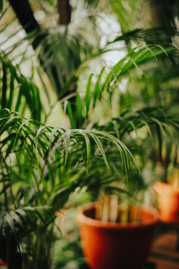 Soft green palm fronds above a terracotta pot