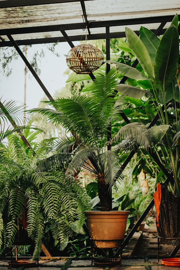 Plantes tropicales et violettes en boutique