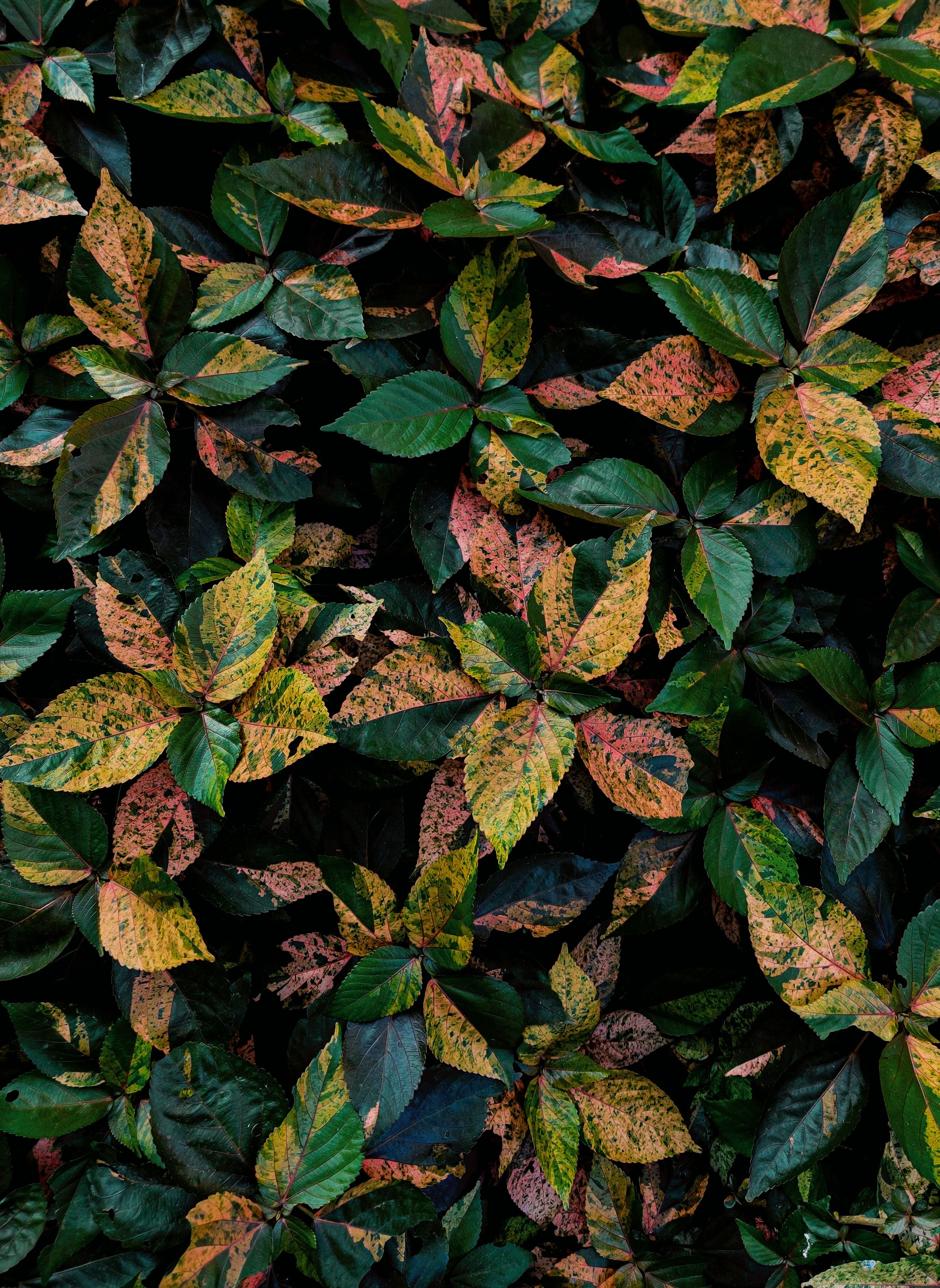 Photo of Green and YellowLeafed Plants · Free Stock Photo