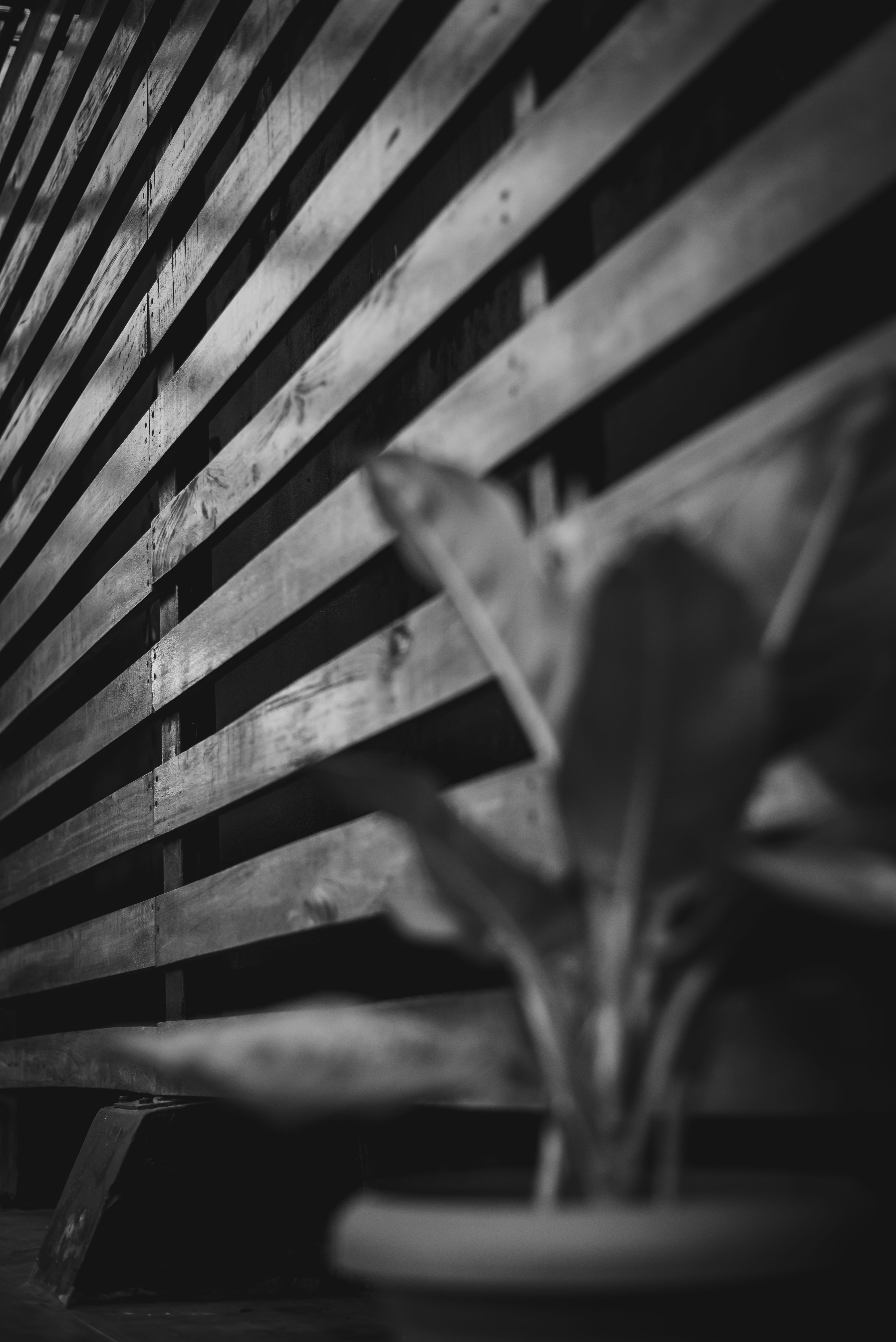 Black and White Potted Plant with Wooden Slats · Free Stock Photo